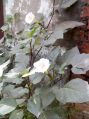 Dhutara Black Herbal Medicinal Plants