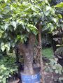 Ficus Religiosa