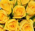Gold Strike Rose Flower