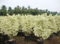 Ficus Starlight Plant