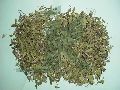 MENTHA ARVENSIS (Peppermint Leaf)