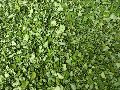 Moringa Leaves Exporters