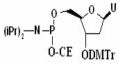 3'-O-(4, 4'-dimethoxy trityl)-1'-2'-dideoxy D Ribose-5'-[(2-cyanoethyl)-(N, N-diisopropyl)]-phosphoramide