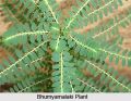 Bhui amla - Phyllanthus amarus