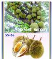 Durian Fruit Plant