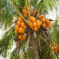 Orange Tender Coconut