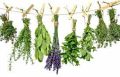Common Green organic raw herbs