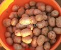 Lady rosetta Potatoes