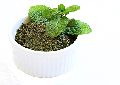 mint leaf powder