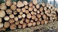 Pine Logs from Lithuania (pinus Sylvestris)