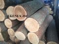 White Oak Logs from Lithuania/russia/ukraine (quercus Robur)