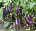 Brinjal Plants