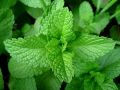 Peppermint Dry Extract