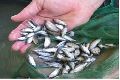 Silver Rohu Fish Seeds