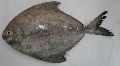 Frozen Black Pomfret Fish