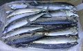 Frozen  Horse Mackerel Fish