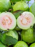 Fresh White Guava