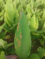 Bacterial Blight Botanical Bactericide & Fungicide
