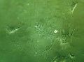CHEMICALS janus green b basic dye