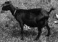 black bengal goat female adult