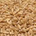 wheat seed