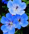 Geranium Rozanne