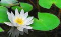 White Lotus