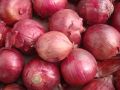 Red Onion 50mm
