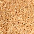 Wheat Seeds Supplier in India