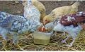 Poultry Nutritional Supplement