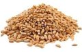 Healthy Wheat Seeds