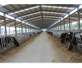 Prefab Dairy Farm Shed