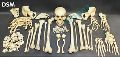 Original Human Disarticulated Skeleton