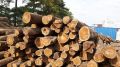 Brazilian Teak Wood Round Logs