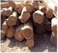 Sudan Teak Wood Round Logs