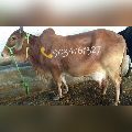 Brown pregnant sahiwal cow