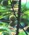 Indian Gooseberry-Emblic Myrobalan