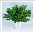 Aglaonema Earnest Favourite Plants