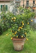 Citrus lemon plant