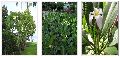 Plumeria Plants