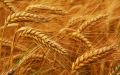 Wheat Seeds(Gehu)