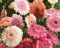 Double Color Gerbera Flowers