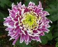 Double Colour Chrysanthemum