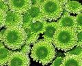 Green Button Chrysanthemum Flowers