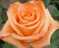Peach Rose Flowers