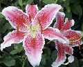 Pink Asiatic Lily Flowers