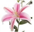 Pink Oriental Lily Flowers