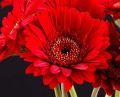 Red Gerbera Flowers
