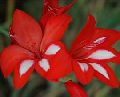 Red Gladiolus Flowers