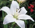 White Asiatic Lily Flowers
